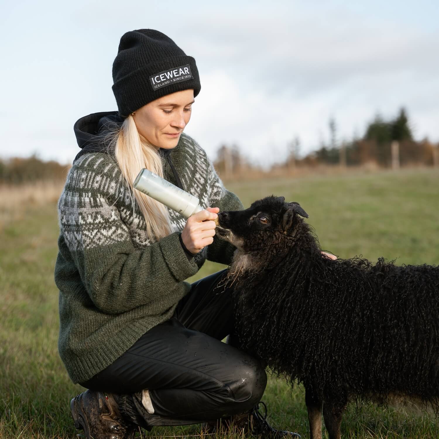 icelandic-wool-sweater-sheep_2.jpeg